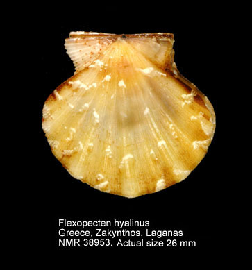 Flexopecten hyalinus (2).jpg - Flexopecten hyalinus(Poli,1795)